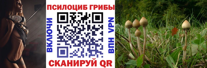 купить  цена  Северск  OMG tor  Псилоцибиновые грибы Magic Shrooms 
